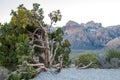 Juniper in Red Rock Valley Conservation Area III Royalty Free Stock Photo