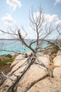 Juniper on rocks, Spargi Island (Sardinia - Italy)