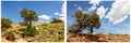 Juniper scrub tree desert sand collage Royalty Free Stock Photo