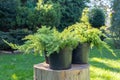 Juniper seedlings are in black plastic pots in the garden on a stump, ready for planting. Gardening background photo with soft