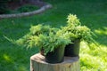 Juniper seedlings are in black plastic pots in the garden on a stump, ready for planting. Gardening background photo with soft