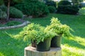 Juniper seedlings are in black plastic pots in the garden on a stump, ready for planting. Gardening background photo with soft