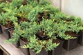 Juniper seedlings are in rows black plastic pots. Juniper bushes in garden shop. Seedlings of juniper bushes in pots in garden