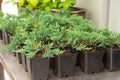 Juniper seedlings are in rows black plastic pots. Juniper bushes in garden shop. Seedlings of juniper bushes in pots in garden
