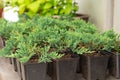 Juniper seedlings are in rows black plastic pots. Juniper bushes in garden shop