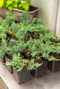 Juniper seedlings are in rows black plastic pots. Juniper bushes in garden shop. Seedlings of juniper bushes in pots in garden