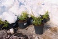 juniper seedlings under the snow