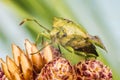 Juniper Shield Bug, Cyphostethus tristriatus Royalty Free Stock Photo