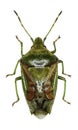 Juniper Shield Bug on white Background Royalty Free Stock Photo