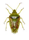 Juniper Shield Bug on white Background Royalty Free Stock Photo