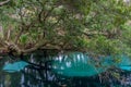 Juniper Springs and live oak tree Ocala National Forest