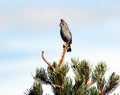 Juniper titmouse