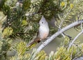 Juniper Titmouse