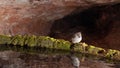 Juniper titmouse looking towards his reflection in water