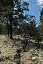 The Juniper to Pinon campground hiking trail, Quemado Lake, N.M