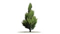 Juniper Topiary tree Royalty Free Stock Photo