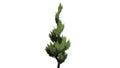 Juniper Topiary tree