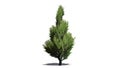 Juniper Topiary tree Royalty Free Stock Photo