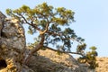 Juniper tree