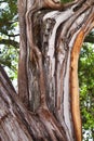 Juniper Tree Bark Royalty Free Stock Photo