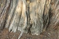 Juniper tree bark detail in late afternoon Royalty Free Stock Photo