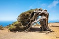 Juniper tree bent by wind. Famous landmark in El Hierro, Canary Islands