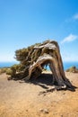 Juniper tree bent by wind. Famous landmark in El Hierro, Canary Islands