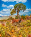 Juniper Tree, Black Canyon of the Gunnison National Park, Colorado