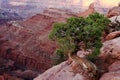 Juniper Tree and Canyon Royalty Free Stock Photo