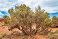 Juniper Tree Capitol Reef National Park Royalty Free Stock Photo