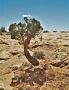 Juniper Tree on Desert Slickrock