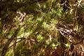 juniper tree with evergreen eagles, nature background Royalty Free Stock Photo