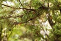 juniper tree with evergreen eagles, nature background Royalty Free Stock Photo