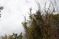 juniper tree with evergreen eagles, nature background Royalty Free Stock Photo