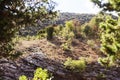 juniper tree with evergreen eagles, nature background Royalty Free Stock Photo