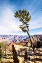 Juniper tree on Grand Canyon South Rim Arizona in winter Royalty Free Stock Photo