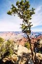 Juniper tree on Grand Canyon South Rim Arizona in winter Royalty Free Stock Photo