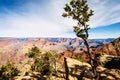 Juniper tree on Grand Canyon South Rim Arizona in winter Royalty Free Stock Photo