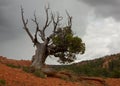 Juniper tree growing in red soil with a few green branches and some dry bare branches that reach up towards the cloudy sky