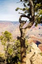 Juniper tree with heart shape on Grand Canyon South Rim Arizona in winter Royalty Free Stock Photo