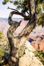 Juniper tree with heart shape on Grand Canyon South Rim Arizona in winter Royalty Free Stock Photo