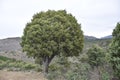 Juniper tree in a high mountain setting. Royalty Free Stock Photo