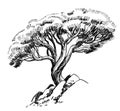 Juniper tree