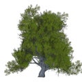 Juniper Tree
