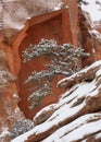 Weathered gnarled juniper tree on rugged rocks with snow Royalty Free Stock Photo