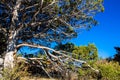 Juniper tree in Black Canyon of the Gunnison National Park