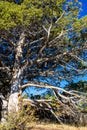 Juniper tree in Black Canyon of the Gunnison National Park