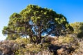 Juniper tree in Black Canyon of the Gunnison National Park