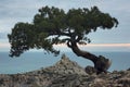 Juniper tree on the rock in Crimea.