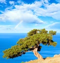 Juniper tree, sea and rainbow Royalty Free Stock Photo